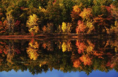 Sonbahar gölünün güzel manzarası. Gölün sakin pürüzsüz yüzeyinde kırmızı, turuncu sarı ağaçların yansıması. Sonbahar renklerinden oluşan bir isyan. Acadia Ulusal Parkı. Abd. Maine