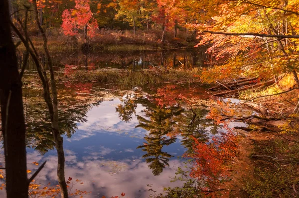Bela Vista Lago Outono Reflexão Vermelho Laranjeiras Amarelas Superfície Calma — Fotografia de Stock
