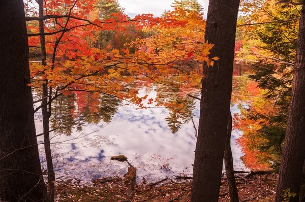 Bela Vista Lago Outono Reflexão Vermelho Laranjeiras Amarelas Superfície Calma — Fotografia de Stock