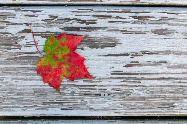 Beyaz ahşap eski kırık arka plan üzerinde nem damlacıkları ile parlak renkli sonbahar yaprakları. Sonbahar doğal arka plan.
