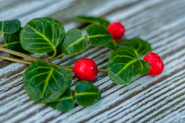 Fresas Otoñales Colores Brillantes Con Hojas Verdes Cubiertas Rocío Sobre — Foto de Stock