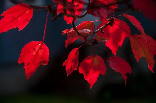Ветви Красного Клена Темном Фоне Осенний Природный Фон — стоковое фото