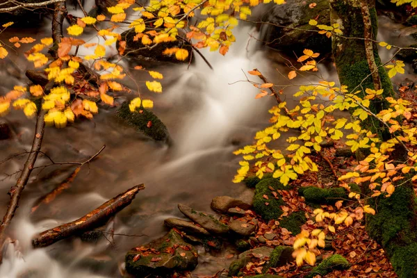 Güzel Bir Yaprak Döken Sonbahar Ormanında Küçük Dere Şelale Parlak — Stok fotoğraf