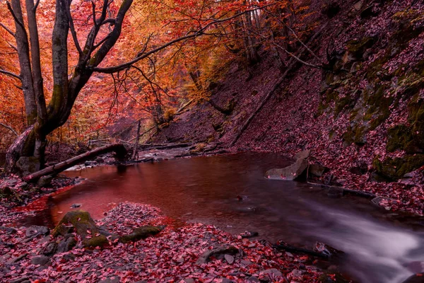 Pequena Cachoeira Riacho Uma Bela Floresta Outono Caduca Folhas Outono — Fotografia de Stock