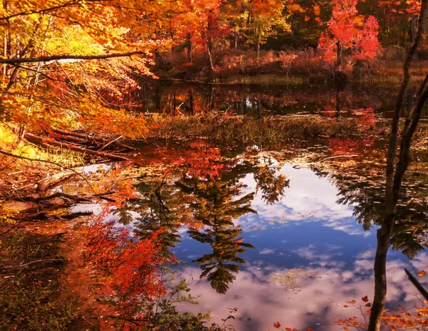 Bella Vista Sul Lago Autunno Riflesso Alberi Rossi Giallo Arancio — Foto Stock