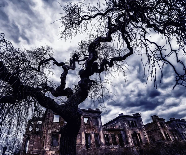 Antiche Rovine Del Palazzo Albero Con Rami Ricurvi Bizzarri Mystical — Foto Stock