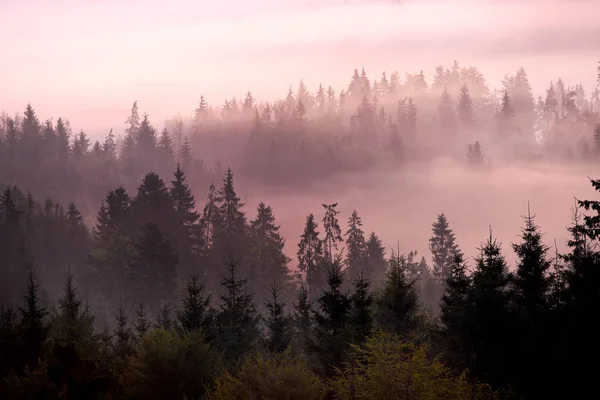 Incrivelmente Belo Nascer Sol Nas Montanhas Árvores Coníferas Nevoeiro Raios — Fotografia de Stock