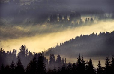 Dağlarda inanılmaz güzel bir gün doğumu. Sisin içindeki kozalaklı ağaçlar ve sisli ormandaki güneş ışınları..