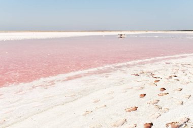 Tuzlu pembe göl. Pembe su ile bir gölün inanılmaz manzara, kıyıda tuz izleri.