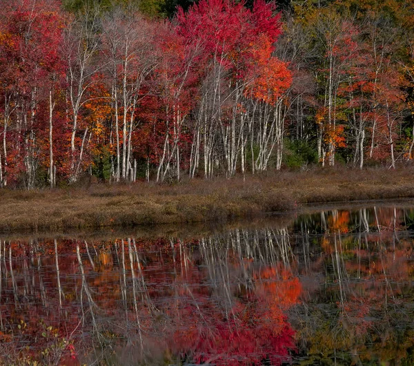 Reflexão Espelho Uma Floresta Laranja Amarela Outono Brilhante Lago Tranquilo — Fotografia de Stock