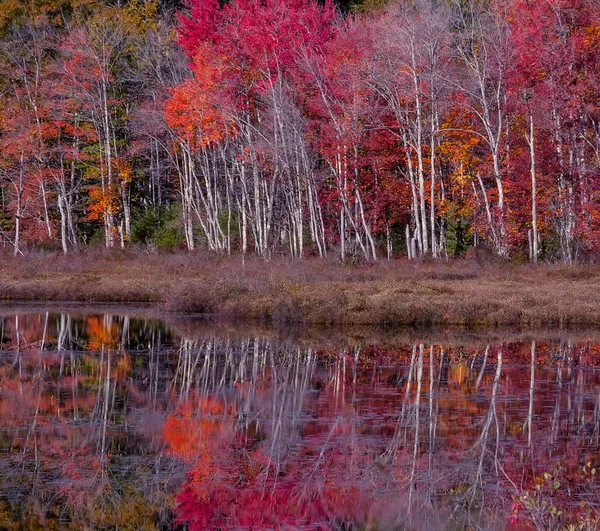 Bela Vista Lago Outono Reflexão Vermelho Laranjeiras Amarelas Superfície Calma — Fotografia de Stock