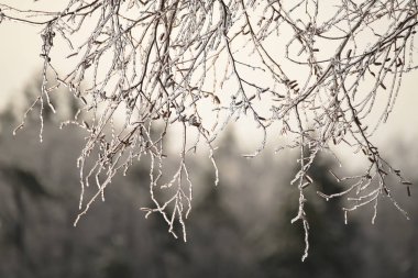 Doğal bir kış ormanı arka plan üzerinde pırıl pırıl buz ile kaplı catkins ile huş dalları. Gri sonbahar ve kış günlerinin sakin hüzünlü görüntüsü.