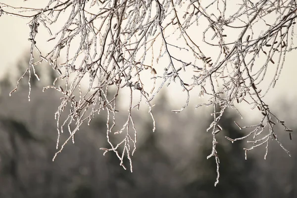 Twigs of birch with catkins covered with sparkling ice on a natural winter forest background. Calm sad image of gray autumn and winter days. — Stock Image Twigs Birch Catkins Covered Sparkling Ice Natural Winter Forest Background Royalty Free Stock Photos