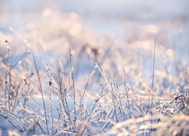 Güneşte parıldayan ince buzla kaplı bir bitki. Don takı işi. Close. Ayrıntılı olarak Dreamlike kış.