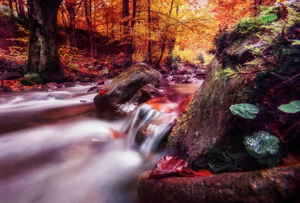 Rio Rápido Entre Pedras Floresta Colorida Outonal — Fotografia de Stock