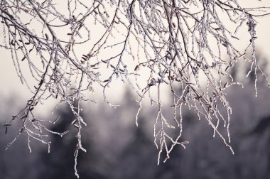 Doğal bir kış ormanı arka plan üzerinde pırıl pırıl buz ile kaplı catkins ile huş dalları. Gri sonbahar ve kış günlerinin sakin hüzünlü görüntüsü.