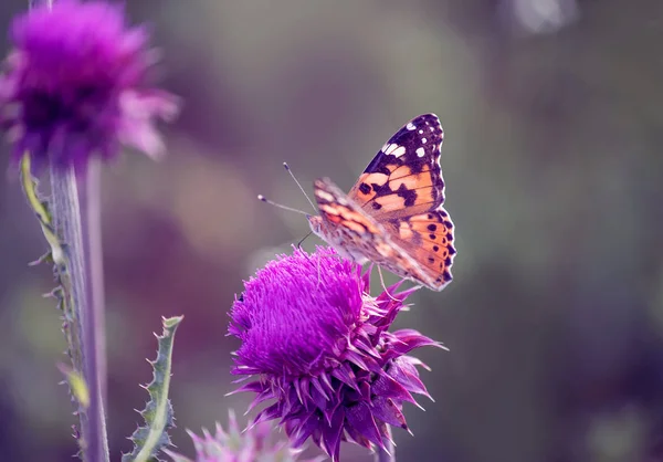 Orticaria Fiori Cardo Lilla Farfalla Prato Verde Focus Selettivo Morbido — Foto Stock