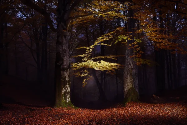 Nacht Foto Herfst Bos Met Machtige Beukenbomen Takken Met Gele — Stockfoto