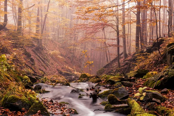 Kleiner Flusslauf Herbstlichen Nebelwald Schöne Herbstlandschaft Langzeitbelichtung — Stockfoto