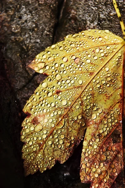 Žlutý Podzimní List Kapkách Vlhkosti Přírodní Podzimní Pozadí Close — Stock fotografie