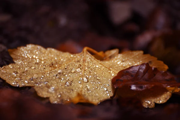 Gele Herfst Blad Druppels Vocht Natuurlijke Herfst Achtergrond Close — Stockfoto