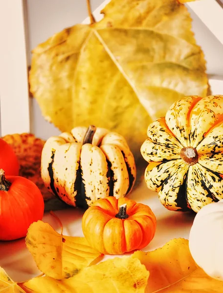 Colorful Pumpkins Different Varieties Shapes Sizes Autumn Leaves Beautiful Autumn — Stock fotografie