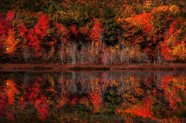 Forêt Automne Colorée Bord Lac Reflet Des Arbres Rouges Brillants — Photo