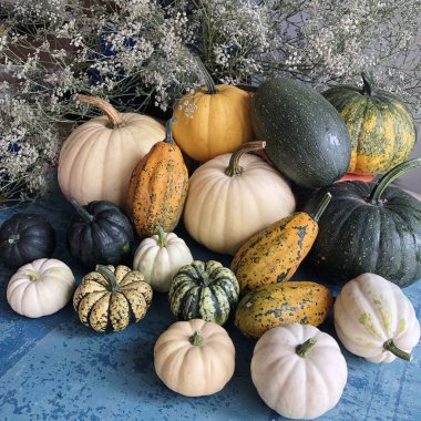 Farklı renk, boyut ve şekiller kabak farklı çeşitleri birçok türde. Hasat.
