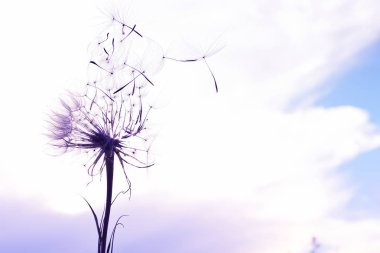 Büyük kabarık karahindiba ve bulutlar ile gökyüzüne karşı uçan kabartmasiluet. sanat fotoğrafı