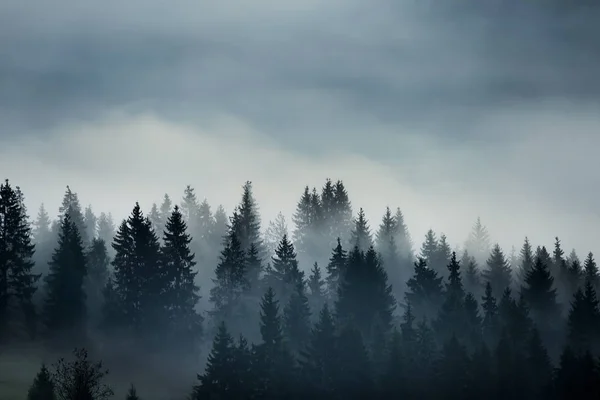 Autumn forest in the fog. Mystical lonely beech forest.