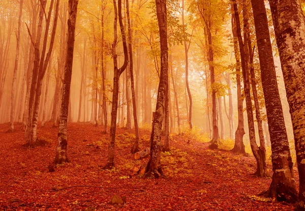 Forêt Automne Dans Brouillard Mystique Forêt Solitaire Hêtres — Photo