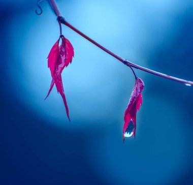 Doğal bir sonbahar arka planında, örümcek ağlarında kırmızı üzüm yaprakları ve yağmur damlaları. Sıkıcı hava ve sakin sonbahar havası.