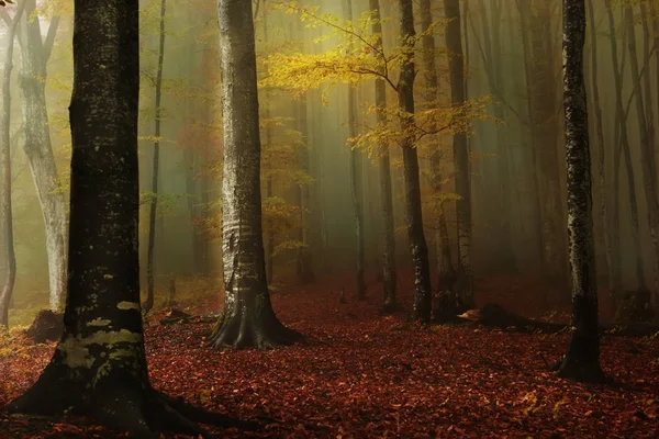 Herfstbos Mist Mystieke Eenzame Beukenbossen — Stockfoto