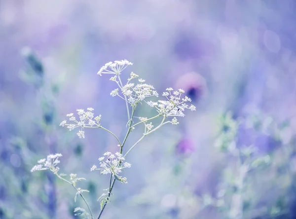 Fundo Natural Floral Delicado Flores Claras Brancas Meadow Selective Motley — Fotografia de Stock