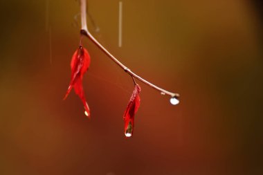 Doğal bir sonbahar arka planında, örümcek ağlarında kırmızı üzüm yaprakları ve yağmur damlaları. Sıkıcı hava ve sakin sonbahar havası.