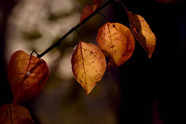 Gele Bladeren Het Donkere Herfstbos Prachtige Herfst — Stockfoto