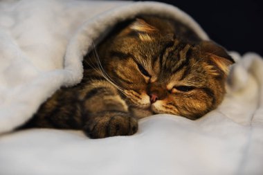 Çizgili sevimli zencefilli kedi yavrusu yumuşak bir battaniyenin altında tatlı tatlı uyuyor. Huzur ve konfor ortamı.