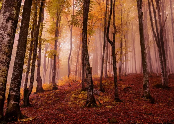 Floresta Outono Faia Nevoeiro Início Manhã Floresta Mágica Fantástica Sombria — Fotografia de Stock