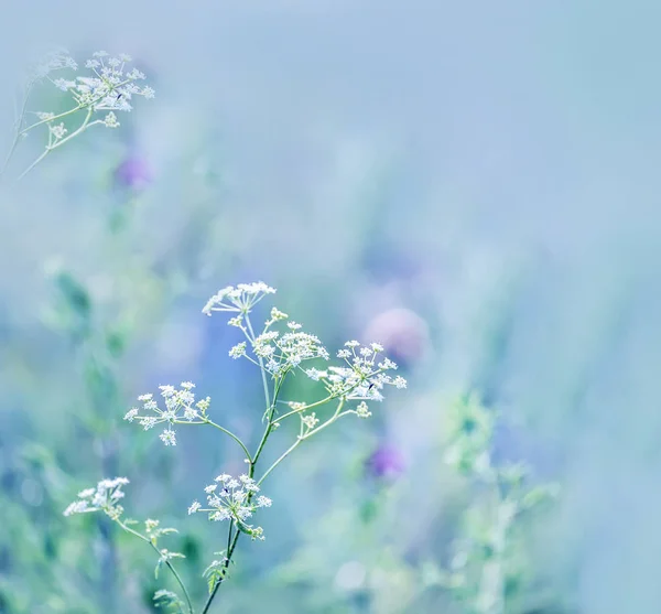 Tender Veld Witte Bloemen Een Zachte Artistieke Natuurlijke Achtergrond — Stockfoto