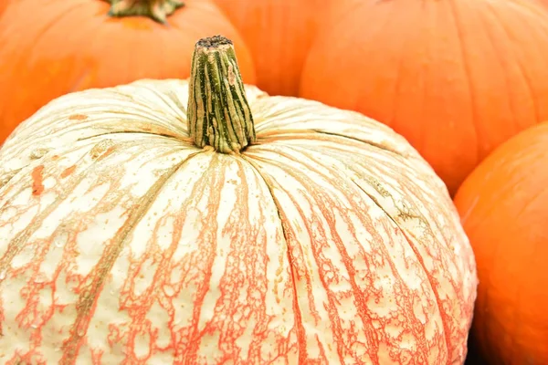 Das Symbol Des Herbstes Ist Ein Anderer Großer Kürbis — Stockfoto