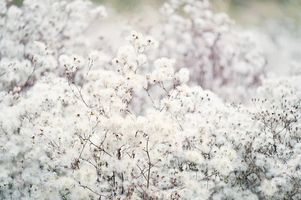 Vita Fluffiga Luftiga Blommor Höst Blommor Trädgården — Stockfoto