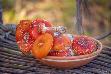 Yenilmez zehirli mantarlar. Tabakta kırmızı sineklik..
