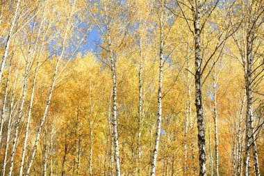 Güneşli bir günde yaprakları parlak sonbahar huş ağacı ormanları.