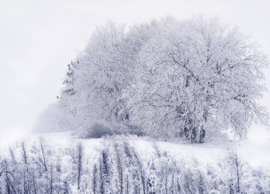 Kar beyaz bir tarlada ağaçları kapladı. Çiçeklerin minimalizmi. Atmosfer soğuk ve kış sessizliği var. Kar beyazı kış manzarası.