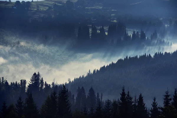 Őszi Erdő Ködben Titokzatos Magányos Bükkerdő Egy Gyönyörű Lucfenyő Erdő — Stock Fotó
