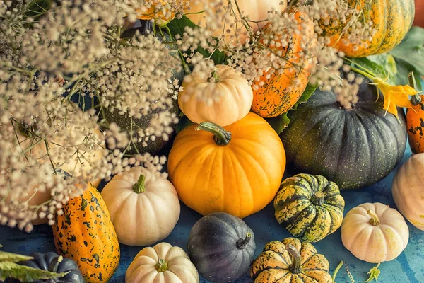 Many Pumpkins Different Types Flowers Shapes White Flowers Rough Background — Stock Photo, Image