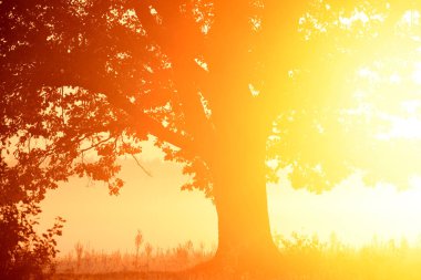 Parlak şafağın altın ışığında bir ağacın karanlık silüeti. Parlak güneş ışığıyla çekilmiş bir resim..