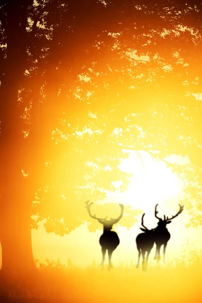Силуэт Тёмного Дерева Силуэты Оленей Золотом Свете Яркого Рассвета Художественное — стоковое фото