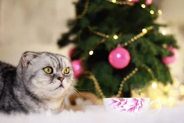 New Year\'s Christmas scenery. The branches of a Christmas tree with toys and sparkling lights and a pet gray gray lop-eared cat. The atmosphere of a cozy home family holiday.