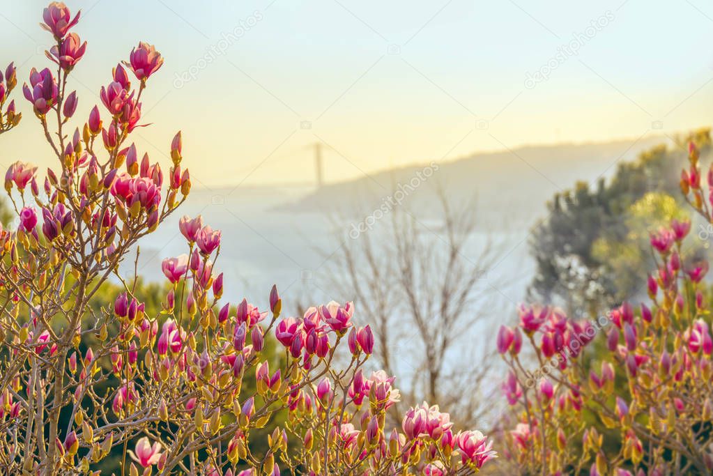 The view in the spring from the slopes with blooming magnolia on the Bosphorus. Blooming magnolia on the shores of the Bosphorus. Istanbul.